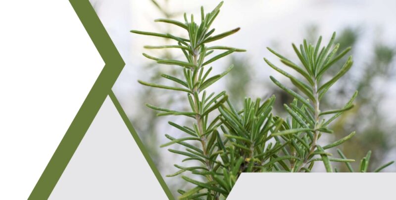 Rosemary