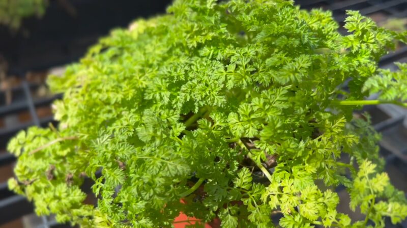 Chervil