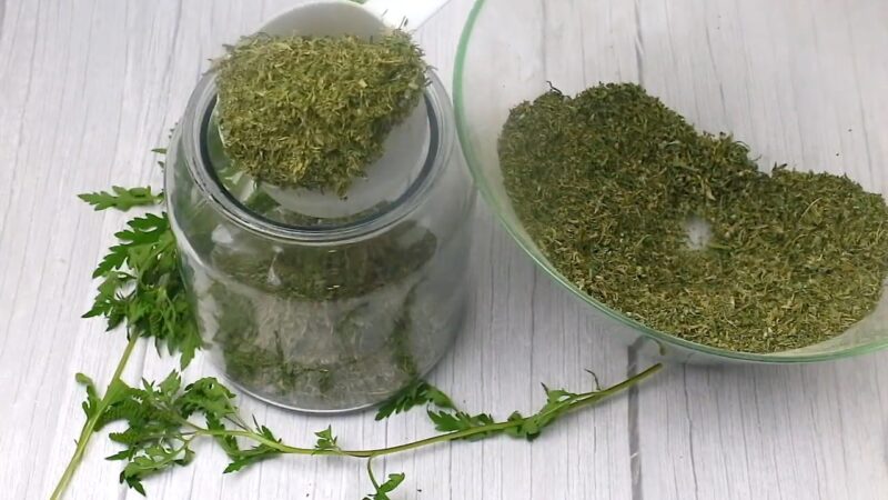 Drying Parsley