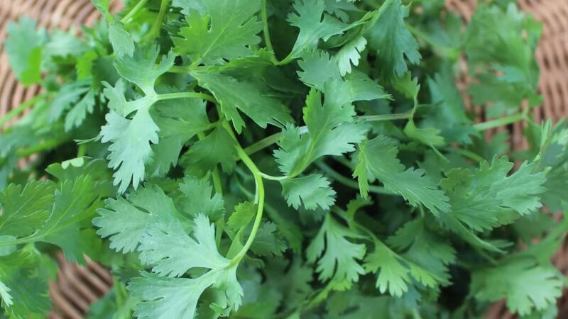 Cilantro