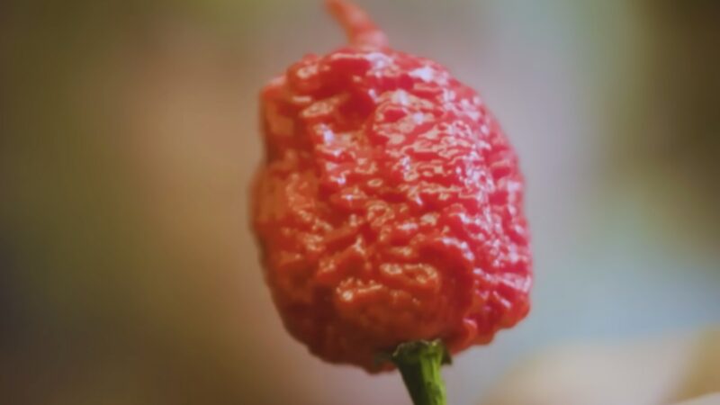 Pepper X Handling and Consumption Recommendations